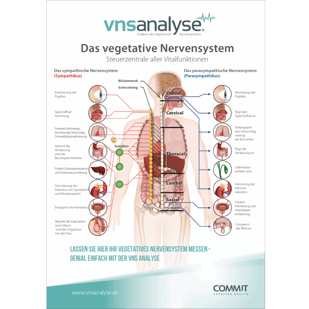 VNS Analyse Erklärungshilfe Mensch Poster